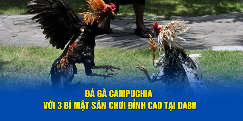 Đá Gà Campuchia Với 3 Bí Mật Sân Chơi Đỉnh Cao Tại DA88