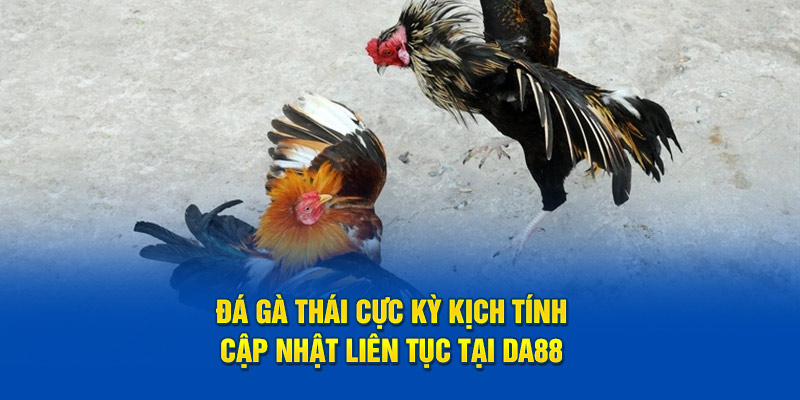Đá Gà Thái Cực Kỳ Kịch Tính - Cập Nhật Liên Tục Tại DA88