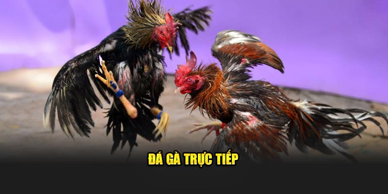 Đá gà trực tiếp