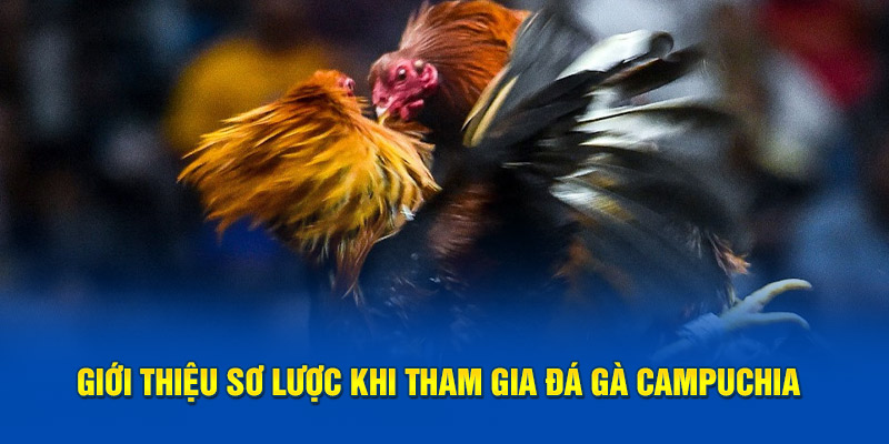 Giới thiệu sơ lược khi tham gia đá gà Campuchia