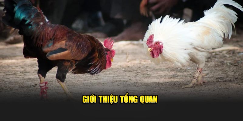 Giới thiệu tổng quan về đá gà