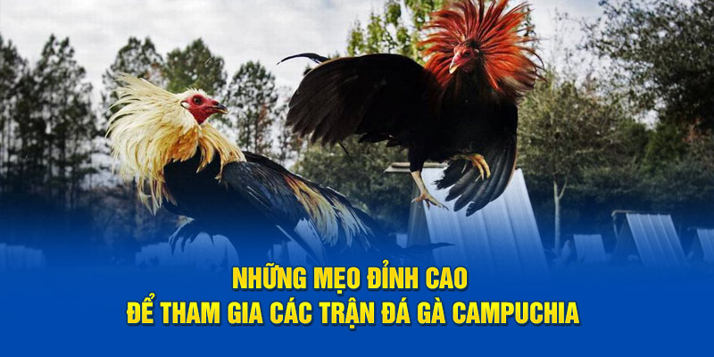 Những mẹo đỉnh cao để tham gia các trận đá gà Campuchia