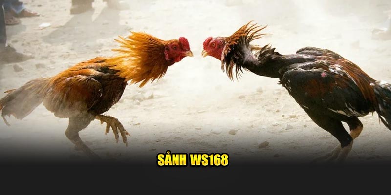 Sảnh WS168