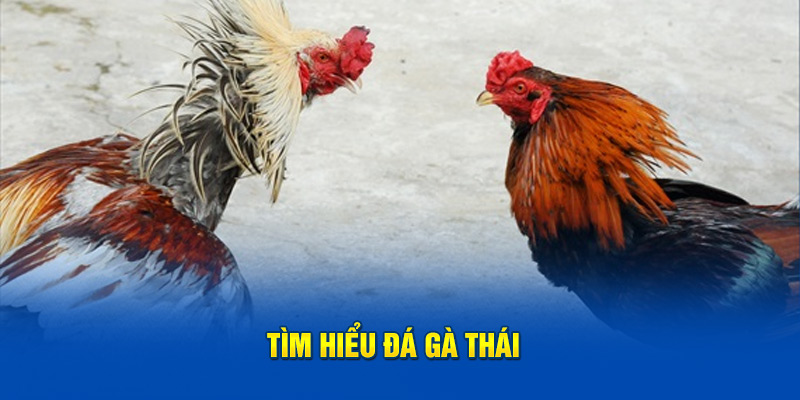 Tìm hiểu đá gà thái