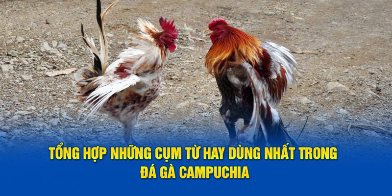 Tổng hợp những cụm từ hay dùng nhất trong đá gà Campuchia